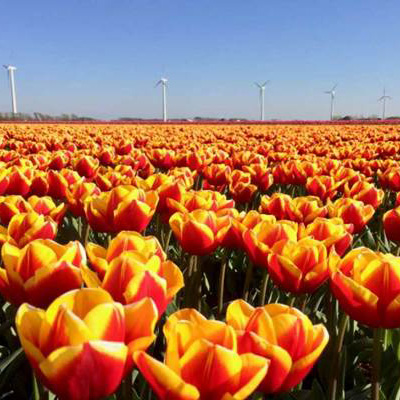 AMSTERDAM TULIP FESTIVAL