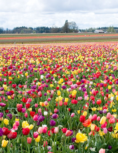 AMSTERDAM TULIP FESTIVAL